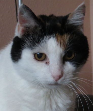 Systemisches Haustierstellen