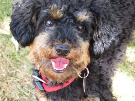 Systemisches Haustierstellen