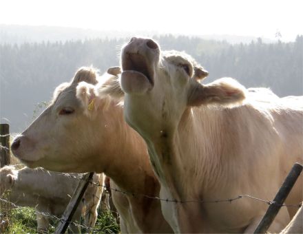 Systemisches Haustierstellen