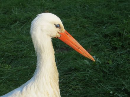 Systemisches Haustierstellen