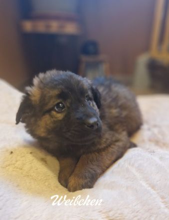 Mischlingswelpen