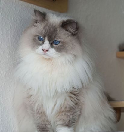 Atos: Sensible Liebe gehüllt in atemberaubende Schönheit