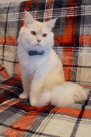 Deckkater Main Coon "Prinz"