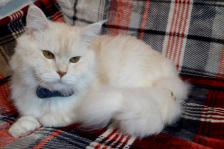 Deckkater Main Coon "Prinz"