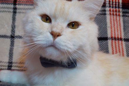 Deckkater Main Coon "Prinz"