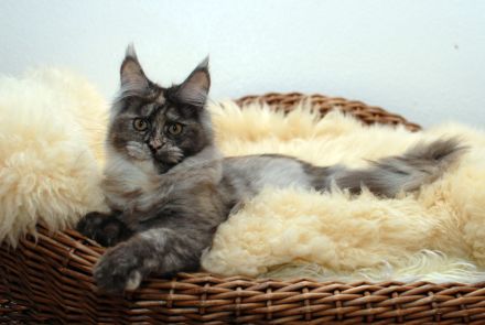 von der kleinen Insel