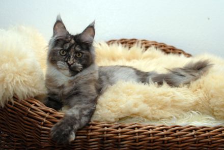 von der kleinen Insel