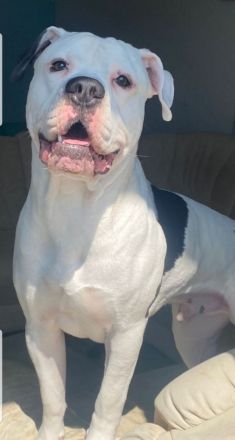 American Bulldog Welpe