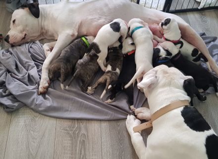 American Bulldog Welpe