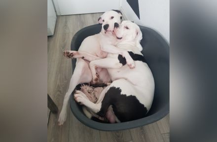 American Bulldog Welpe