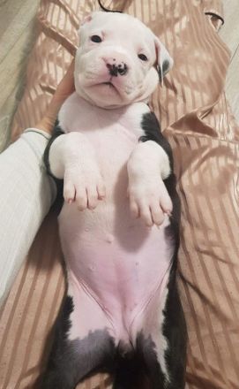 American Bulldog Welpe