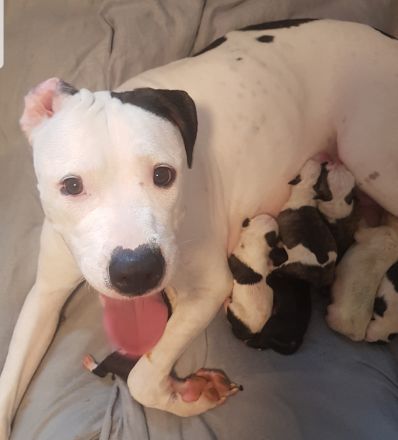 American Bulldog Welpe