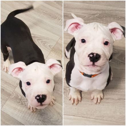 American Bulldog Welpe