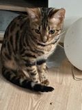 Bengal-Kitten suchen liebevolles Zuhause
