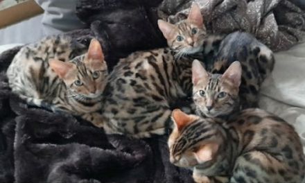 Bengal-Kitten suchen liebevolle Zuhause