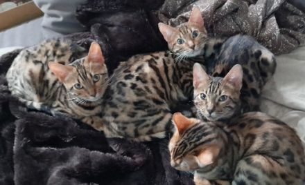 Bengal-Kitten suchen liebevolle Zuhause