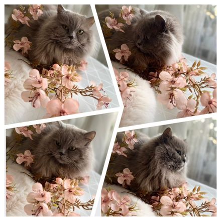 Kater Britisch Langhaar  liebevoll