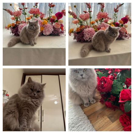 Kater Britisch Langhaar  liebevoll