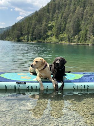 Labradore vom Allgäuer Bergland