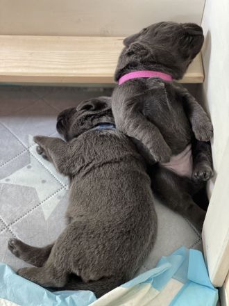 Labradore vom Allgäuer Bergland