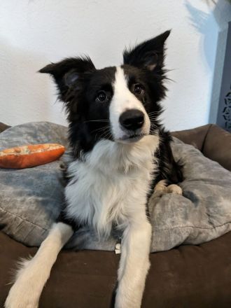 Reinrassiger Border Collie Rüde mit Papieren!