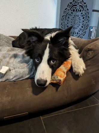 Reinrassiger Border Collie Rüde mit Papieren!