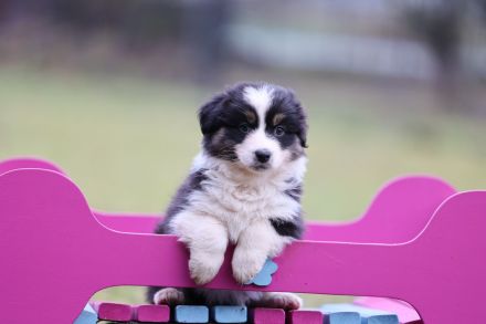 Australian Shepherd Welpen (Showlinie) - perfekt für die Familie