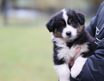 Australian Shepherd Welpen (Showlinie) - perfekt für die Familie