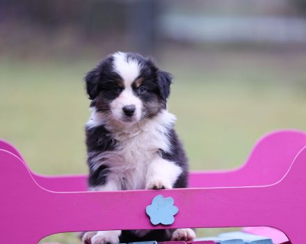 Australian Shepherd Welpen (Showlinie) - perfekt für die Familie