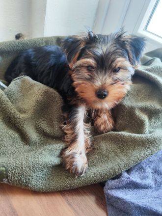 Yorkshire Terrier