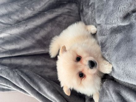 Süße Zwergspitz/ Pomeranian Welpen