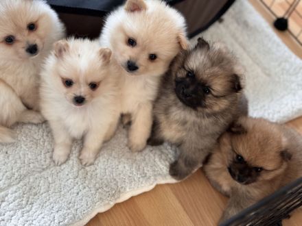 Süße Zwergspitz/ Pomeranian Welpen