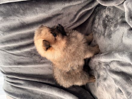 Süße Zwergspitz/ Pomeranian Welpen