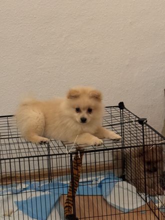 Süße Zwergspitz/ Pomeranian Welpen