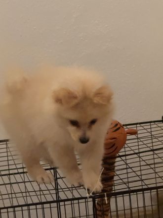 Süße Zwergspitz/ Pomeranian Welpen
