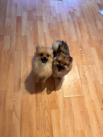 Süße Zwergspitz/ Pomeranian Welpen