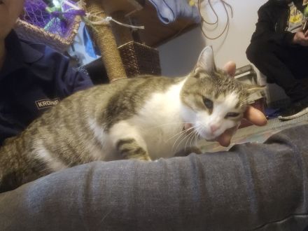 Kathrin, 1,5 j alte hübsche Katze, kastriert