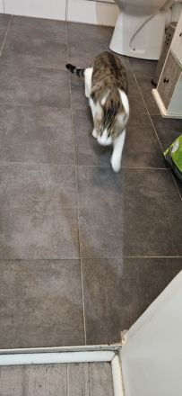 Kathrin, 1,5 j alte hübsche Katze, kastriert