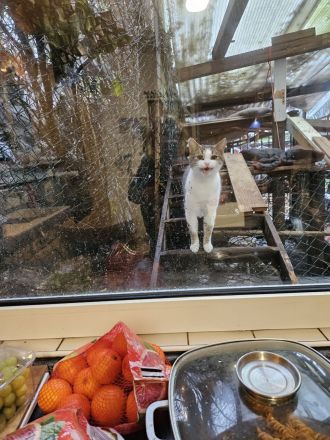 Kathrin, 1,5 j alte hübsche Katze, kastriert