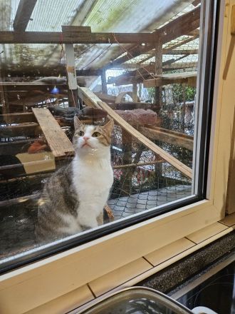 Kathrin, 1,5 j alte hübsche Katze, kastriert