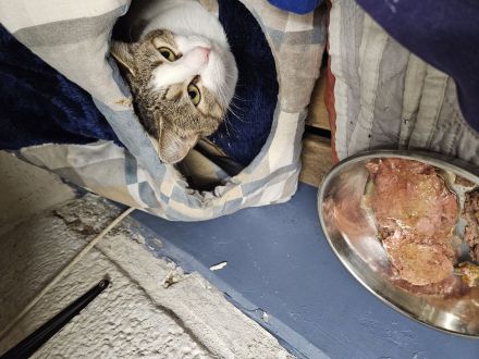 Kathrin, 1,5 j alte hübsche Katze, kastriert