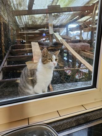 Kathrin, 1,5 j alte hübsche Katze, kastriert