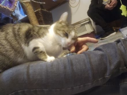 Kathrin, 1,5 j alte hübsche Katze, kastriert