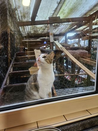 Kathrin, 1,5 j alte hübsche Katze, kastriert