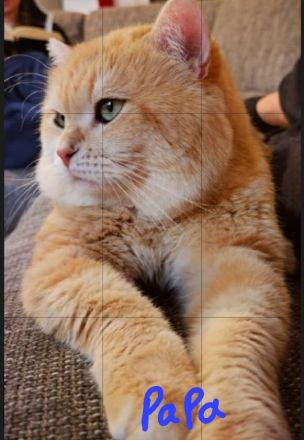 Bambino sucht eine Familie