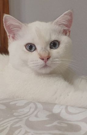 Bambino sucht eine Familie