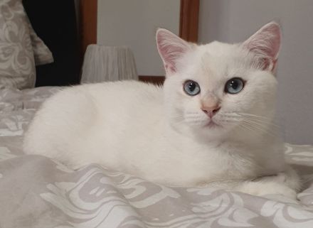 Bambino sucht eine Familie