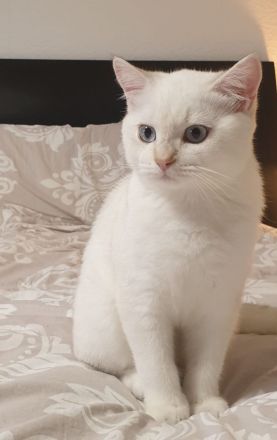 Bambino sucht eine Familie