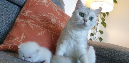 Bambino sucht eine Familie