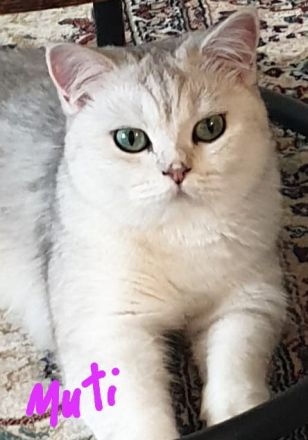 Bambino sucht eine Familie